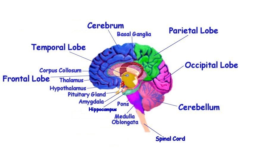 brain_diagram1 brain_diagram1