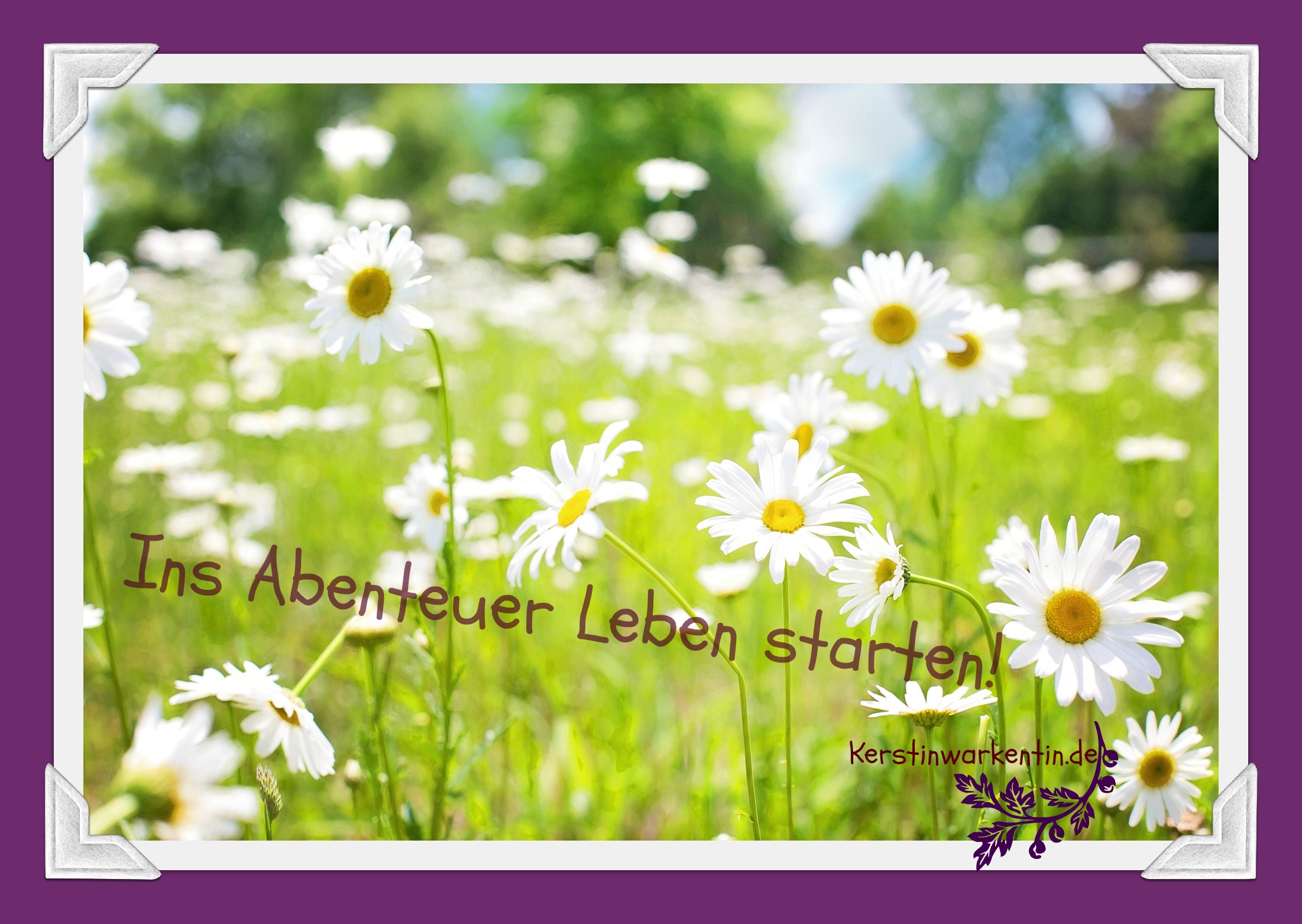daisiesins abenteuer leben starten daisiesins abenteuer leben starten